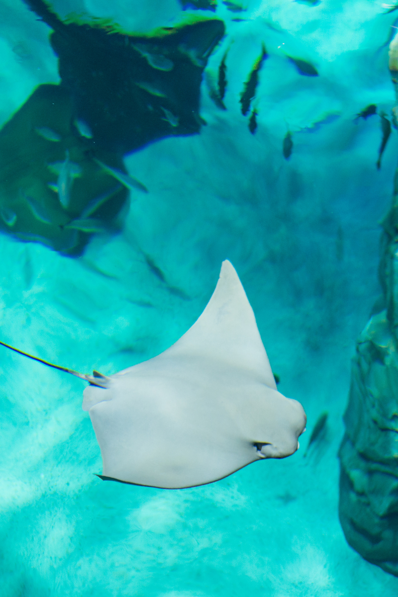 stingray